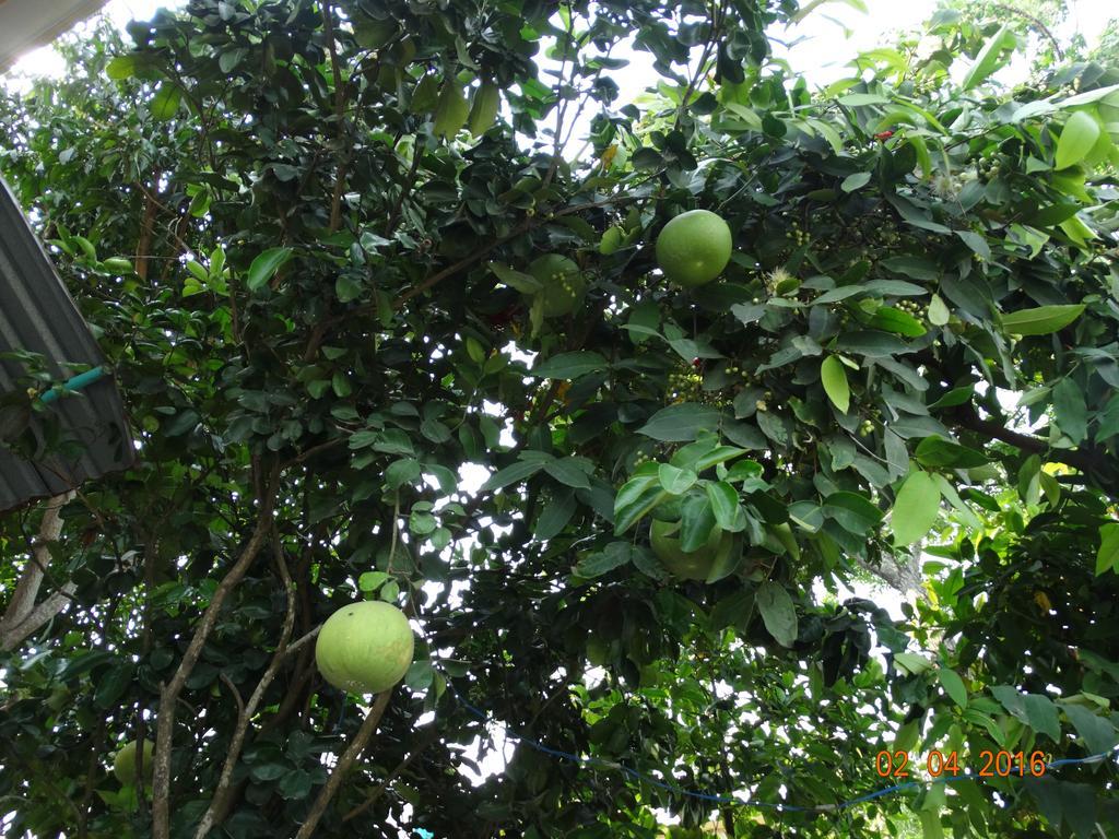 Yellow House Homestay Hoi An Bagian luar foto