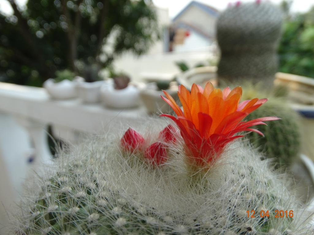 Yellow House Homestay Hoi An Bagian luar foto