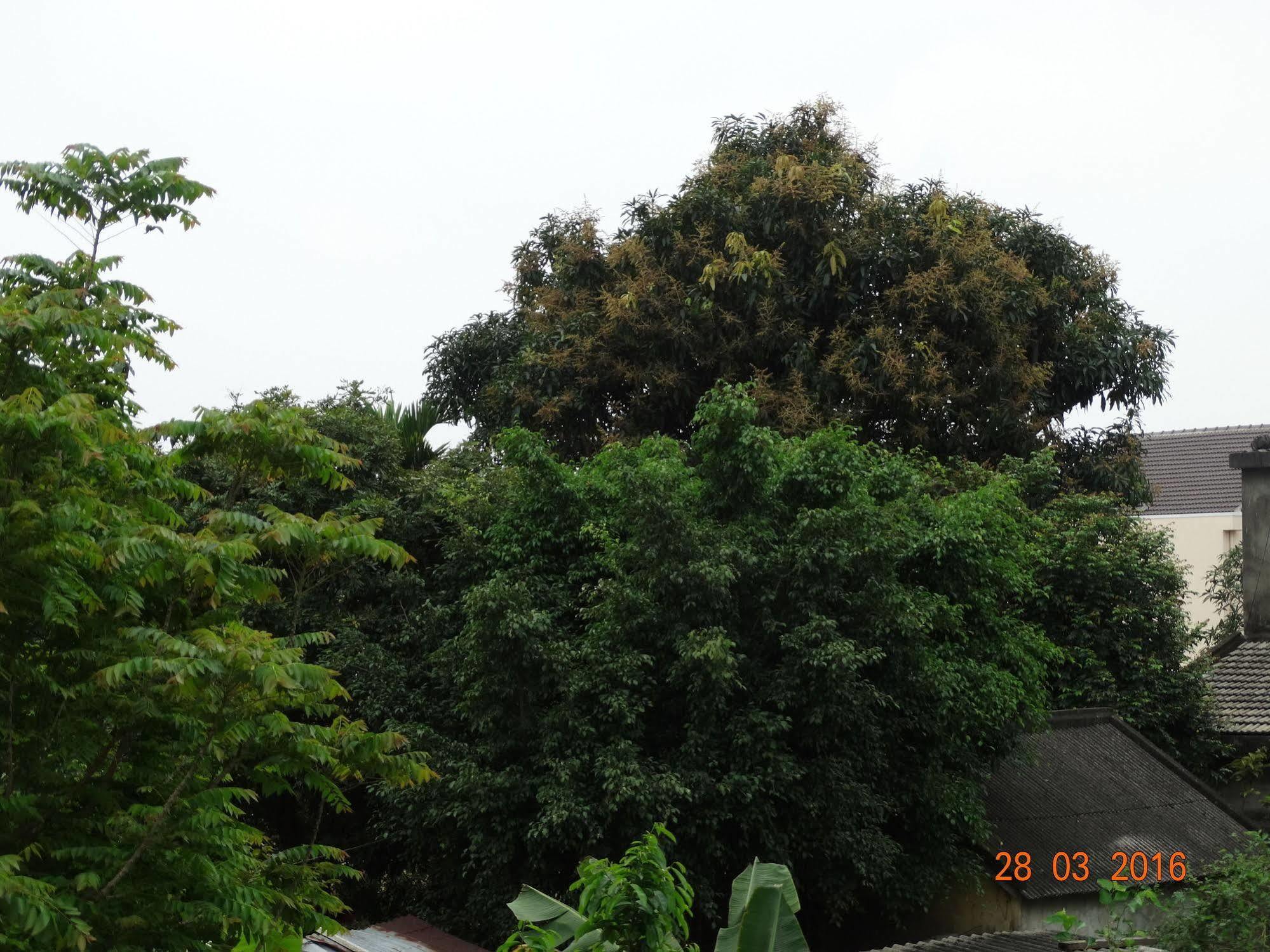 Yellow House Homestay Hoi An Bagian luar foto